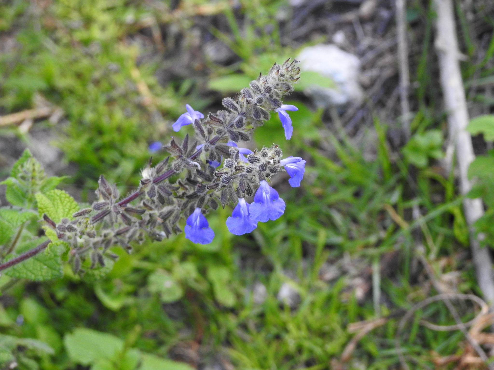 Salvia amarissima